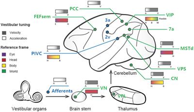 Temporal and spatial properties of vestibular signals for perception of self-motion